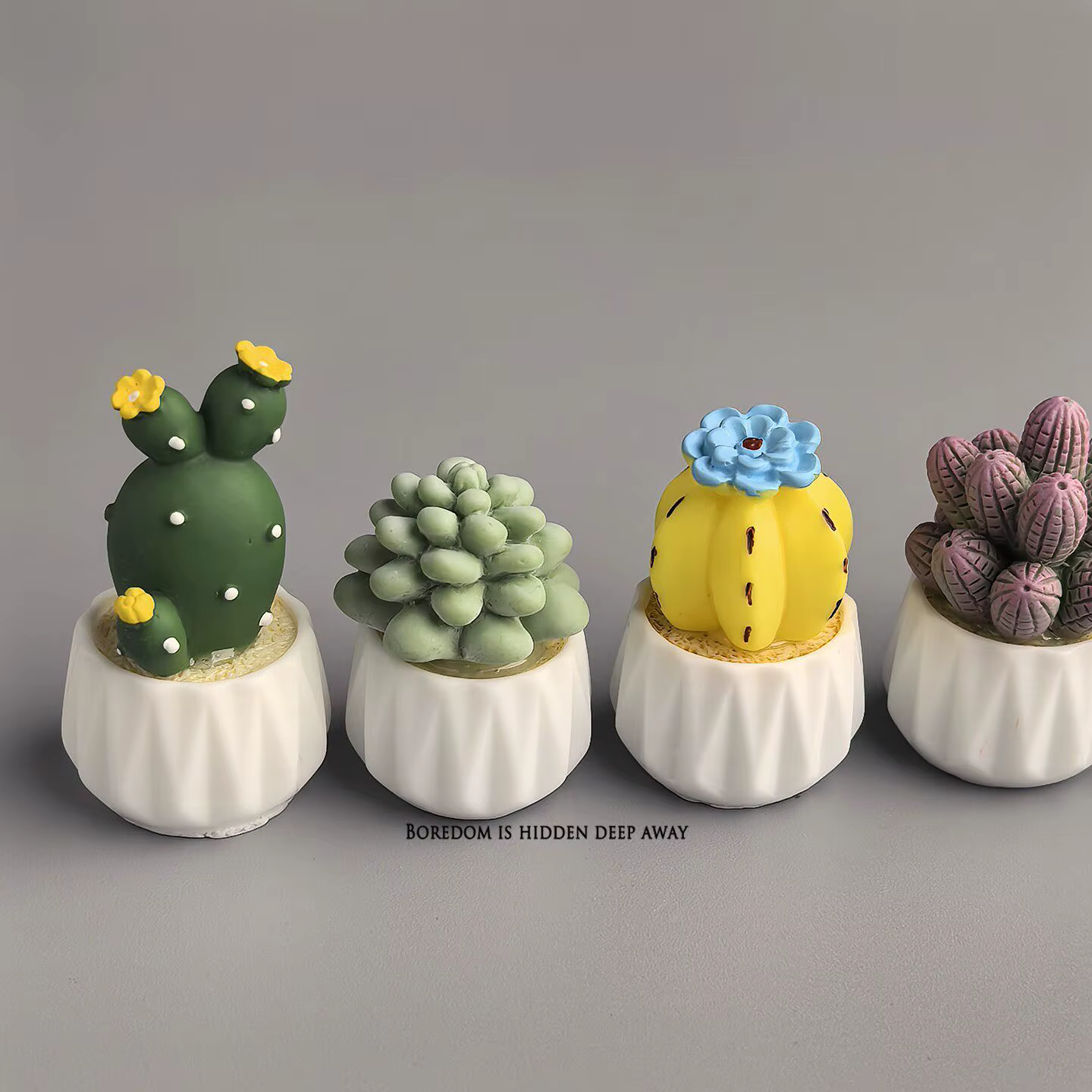 Cactus et succulentes en pot