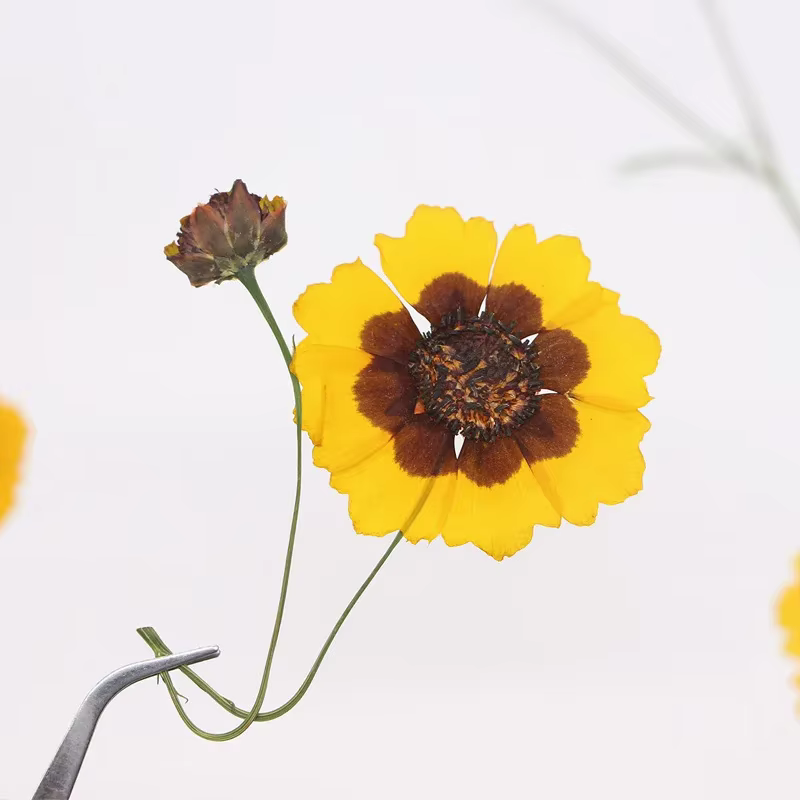 Têtes de fleurs de Tinctoria pressées dans la nature