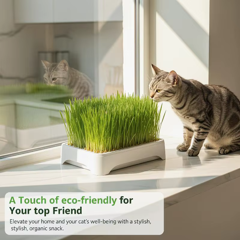 Pot de culture hydroponique pour herbe à chat