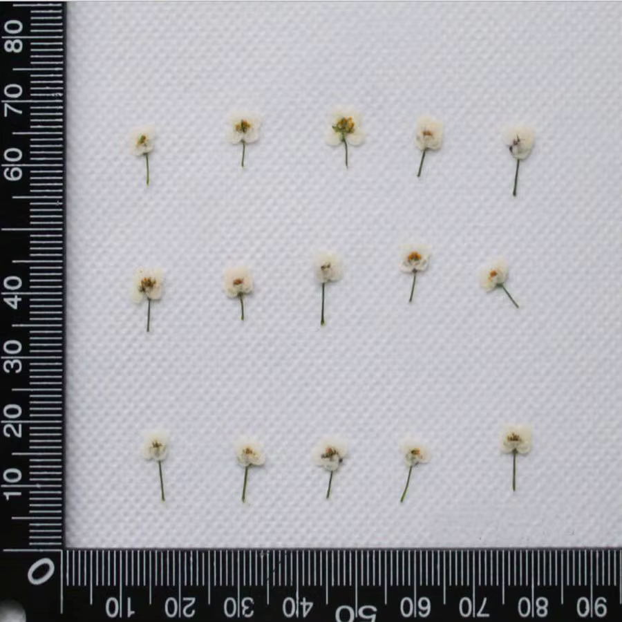 Mini plante de fleur de Lobularia Maritima séchée pressée