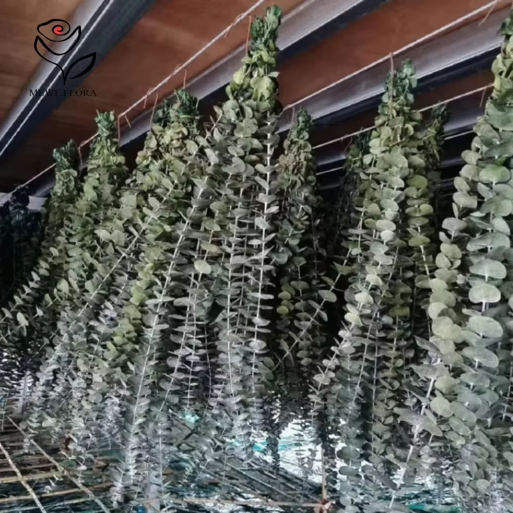 Tiges d'eucalyptus sèches pour la décoration intérieure