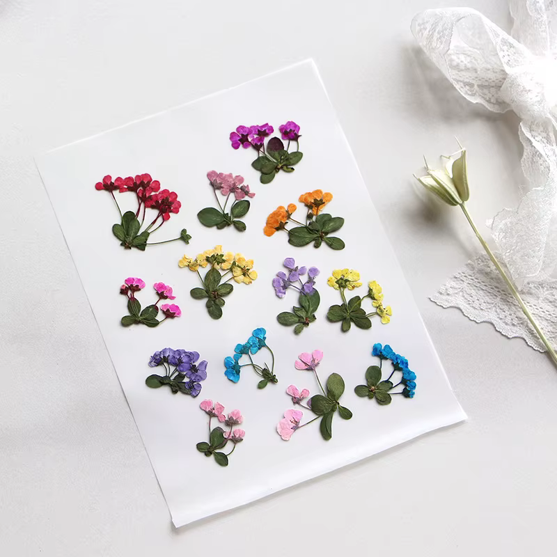 2-3cm/12pcs, Petites fleurs pressées