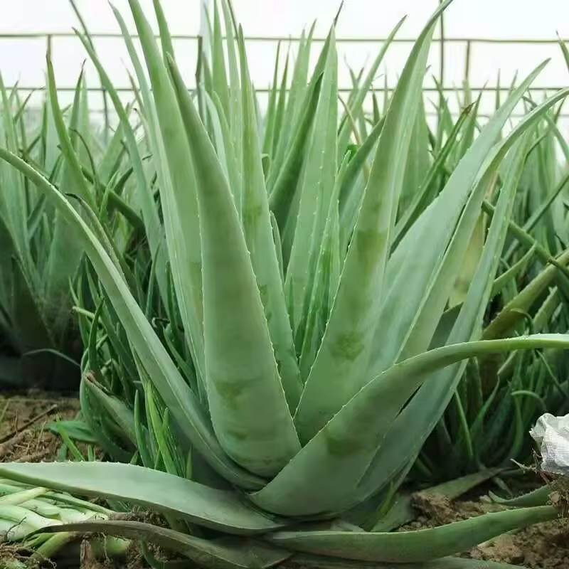 Feuilles d'aloe vera séchées 100% naturelles