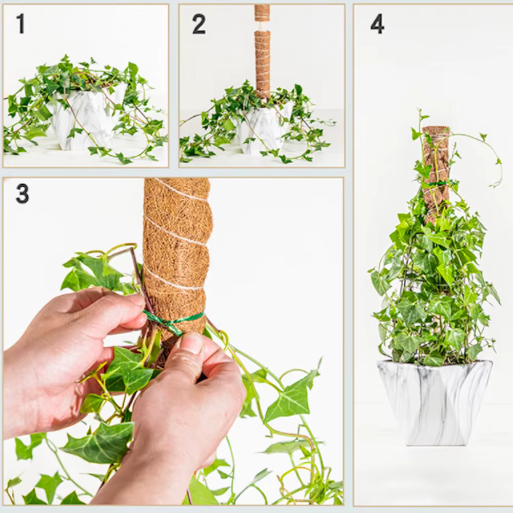 Poteau d'escalade pour plantes