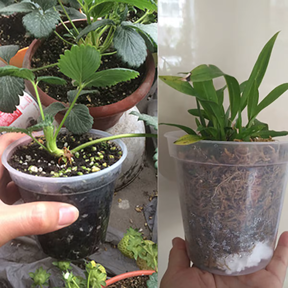 Pot rond transparent pour culture de fleurs