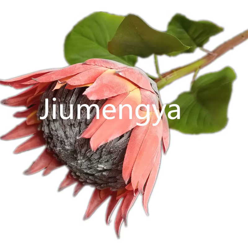 InjProtea-Branche de Fleur Artificielle de Cyovale oides