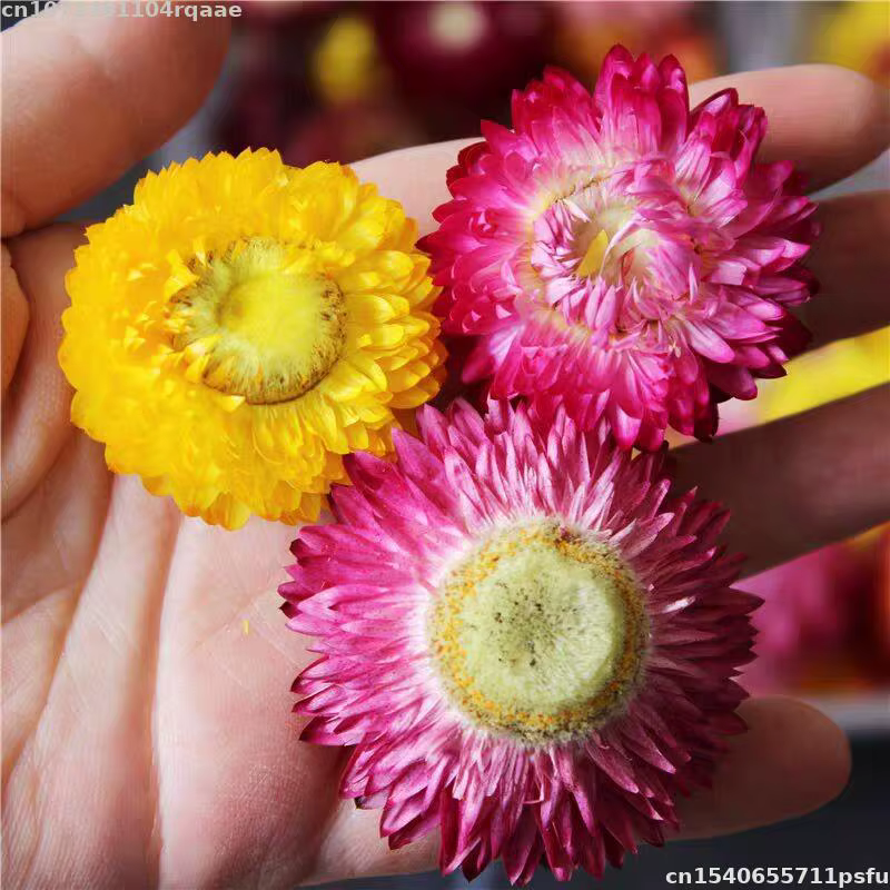 Fleurs séchées 100% naturelles Bracteantha Bracteata pour décoration de mariage