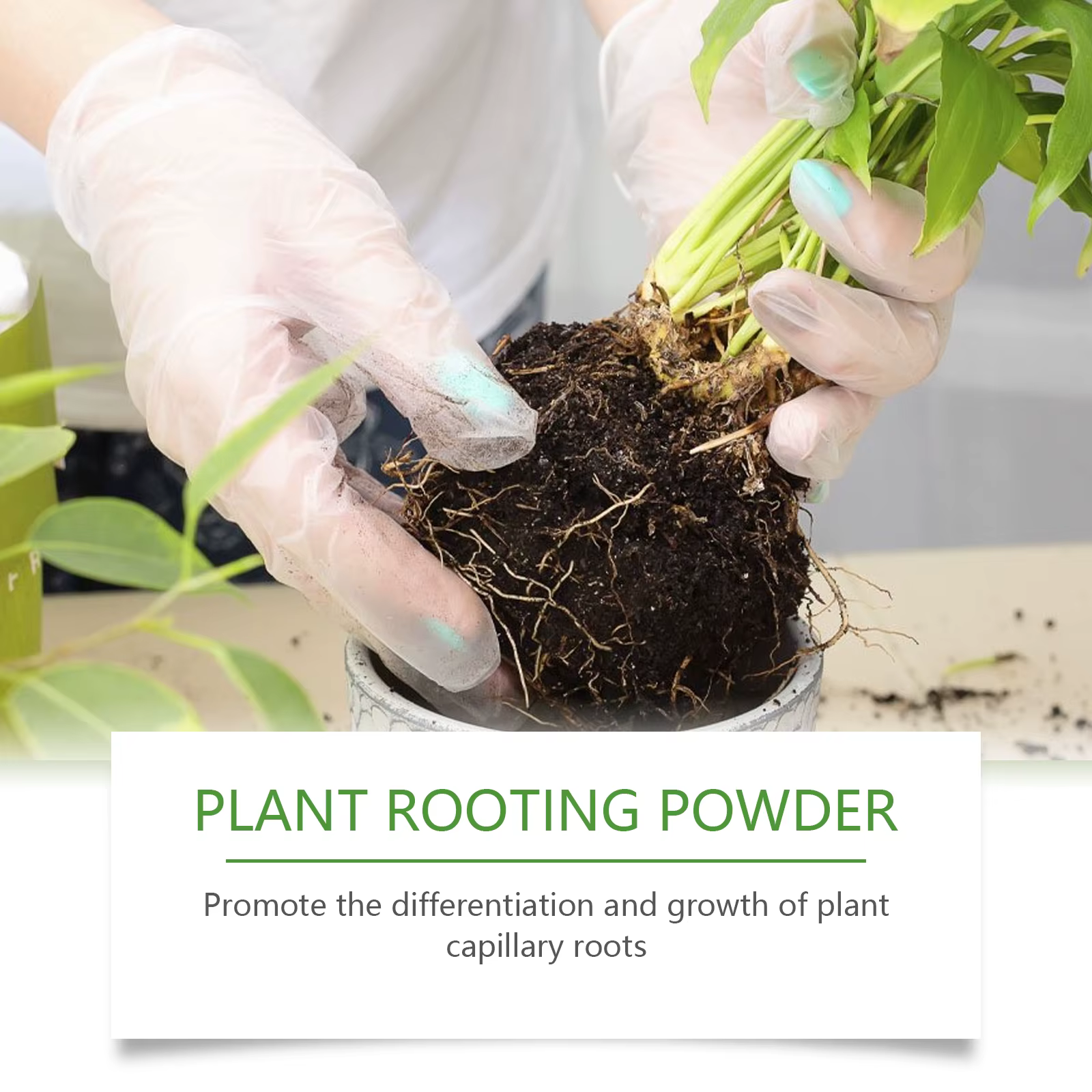 Poudre d'enracinement de plantes pour le jardinage domestique