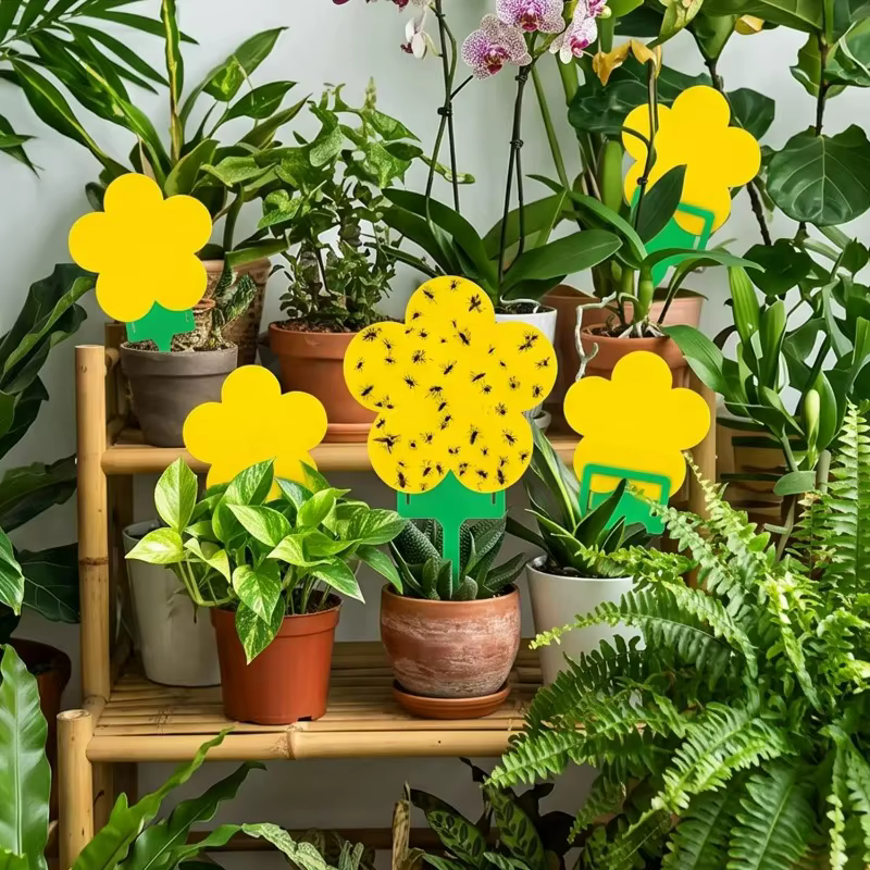 Piège adhésif double face pour fleurs