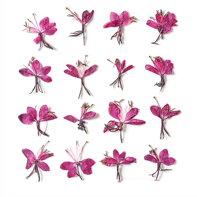 Véritables fleurs de Murcia séchées naturelles