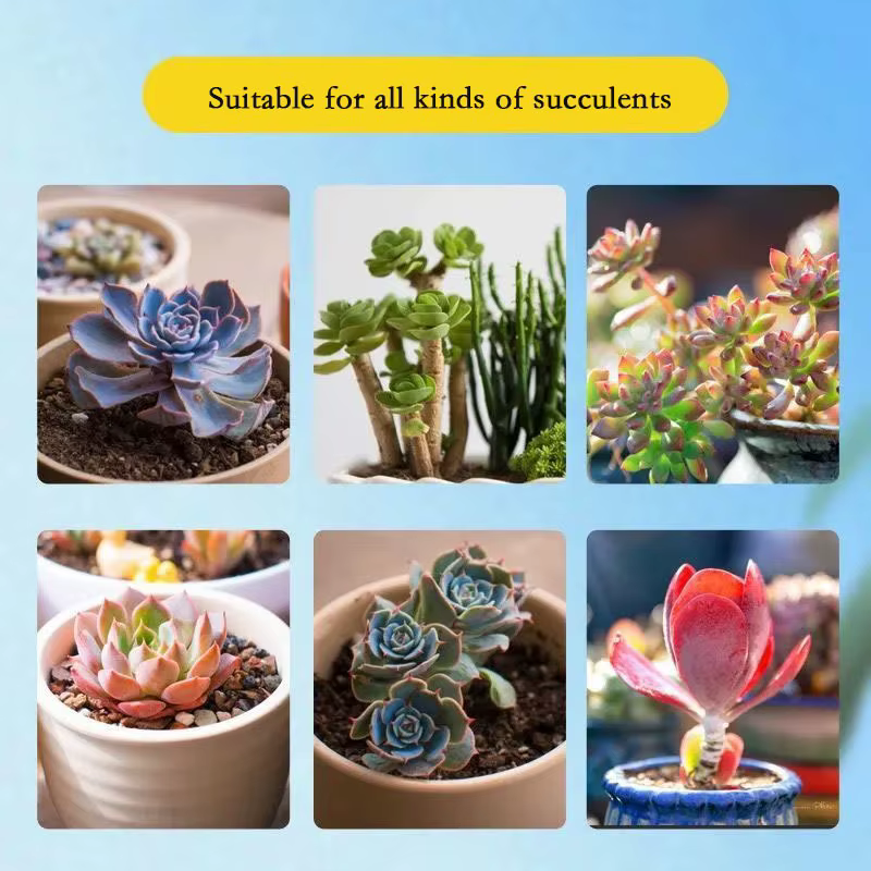 Engrais riche en potassium pour succulentes et cactus