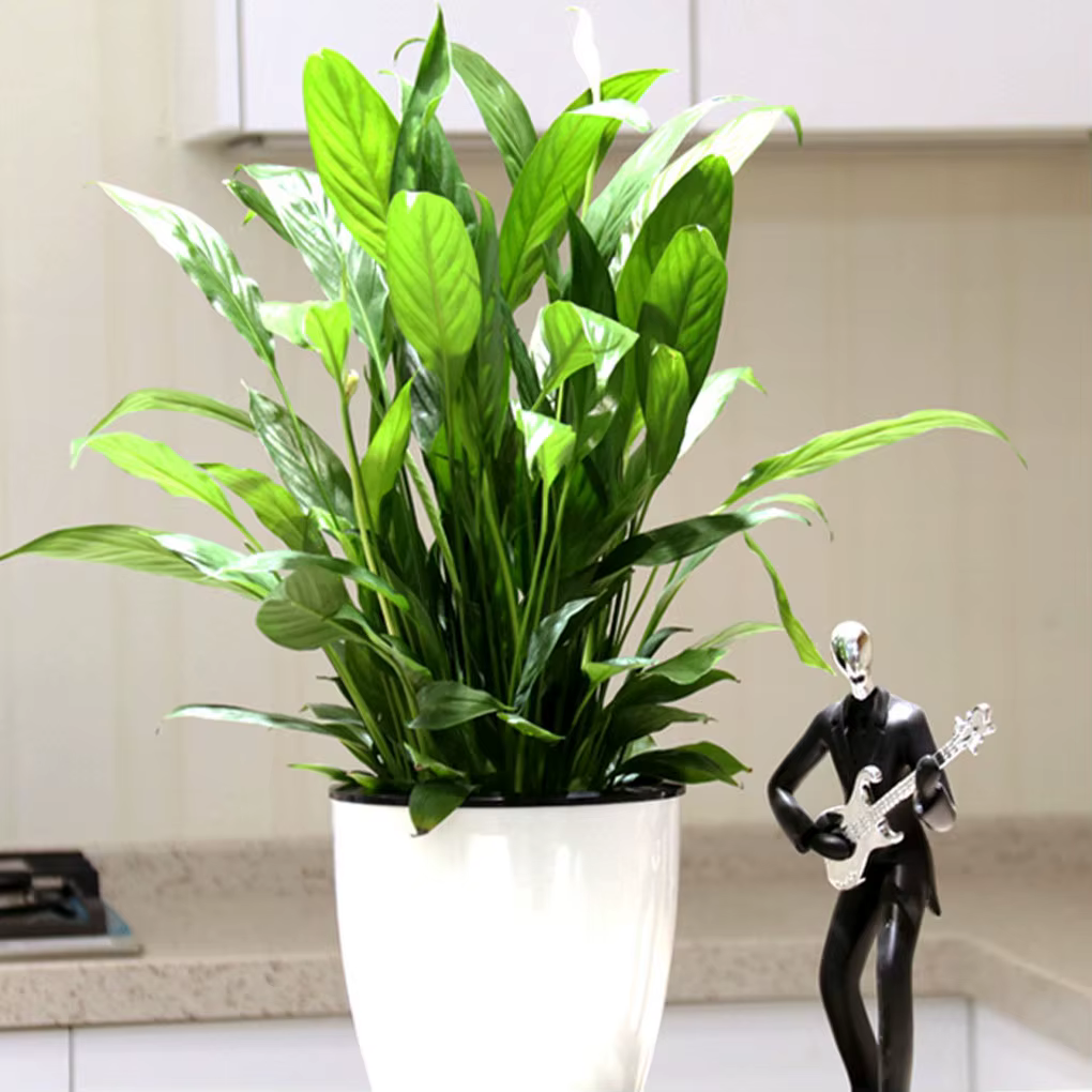 Pots de fleurs innovants