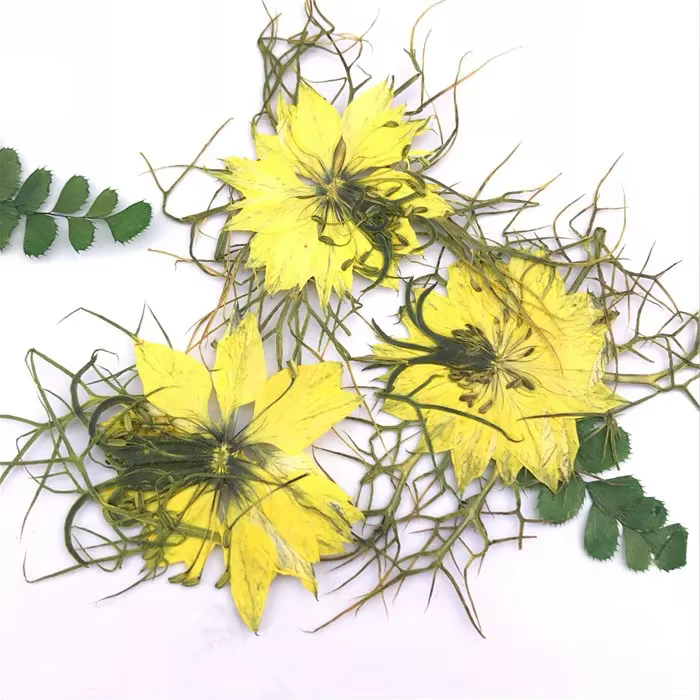 Fleurs pressées naturelles