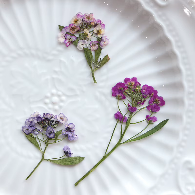 Mini fleur pressée parfumée en forme de boule de neige