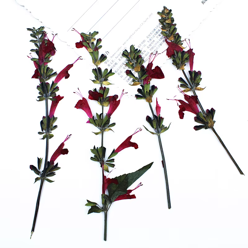 Fleur de Sauge Rouge vaccée en Relief