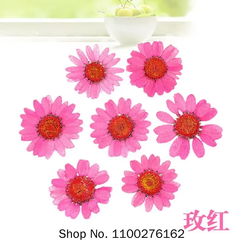 120 pièces de fleurs de marguerite séchées pressées pour la fabrication de pendentifs en résine époxy