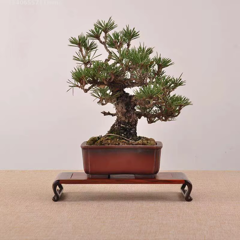 Support de présentation en bois (5 types) pour plantes