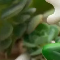 Décorations de cintre de plante de Figurine de grenouille pour des Pots