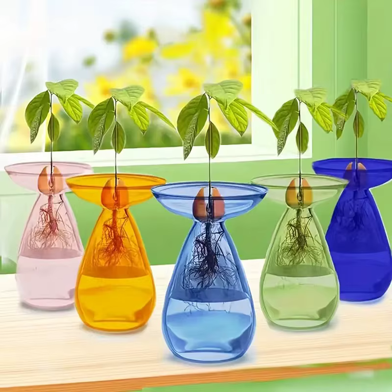 Vase hydroponique transparent coloré pour avocat