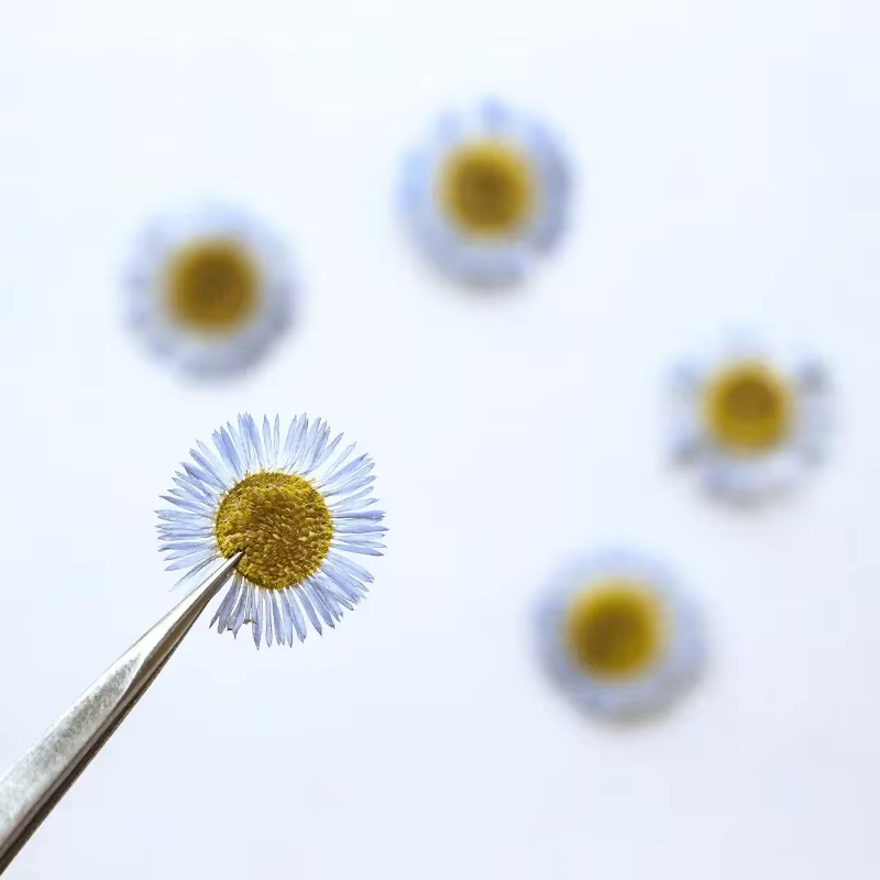 1,5-2,5 CM/12 PIÈCES, Pétales de fleurs séchées d'Erigeron annuel pressées, pour marque-pages peints à la main, cadres photo, bijoux, bougies d'aromathérapie