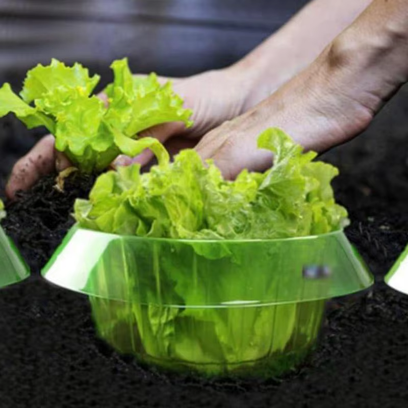 Plantes limace Protection anneaux légumes housse