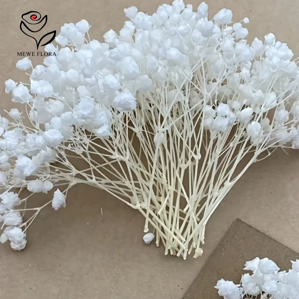 Lot de 50 mini-bouquets de fleurs séchées Gypsophile blanches