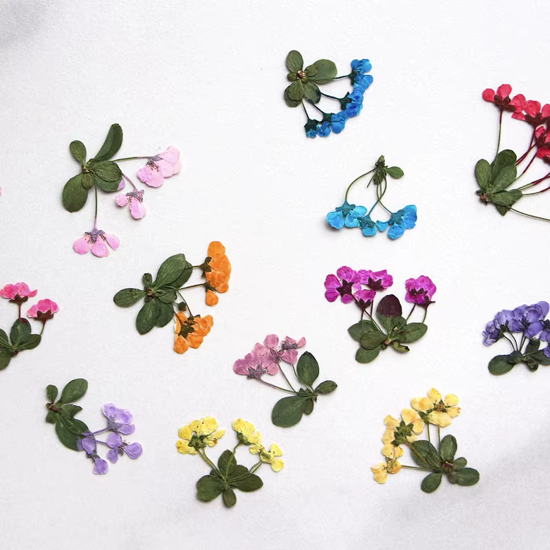 2-3cm/12pcs, Petites fleurs pressées