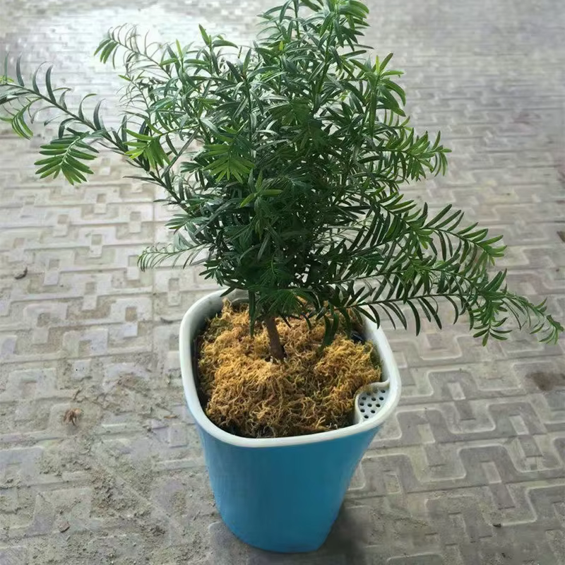 Mini Pot de Plantes de Fleurs à Arrosage existent