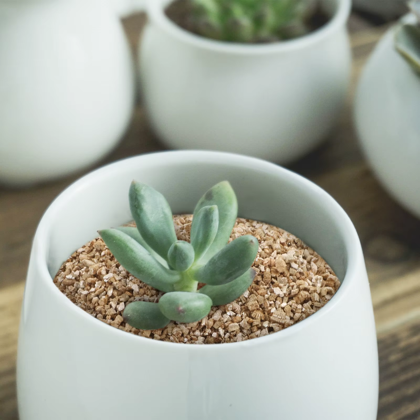 Vermiculite fine de qualité supérieure 3L pour l'amélioration du sol de jardin