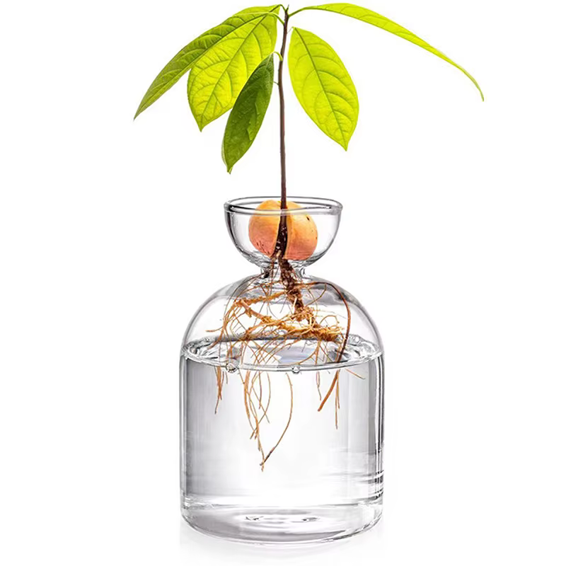 Vase hydroponique transparent en verre pour semis d'avocat