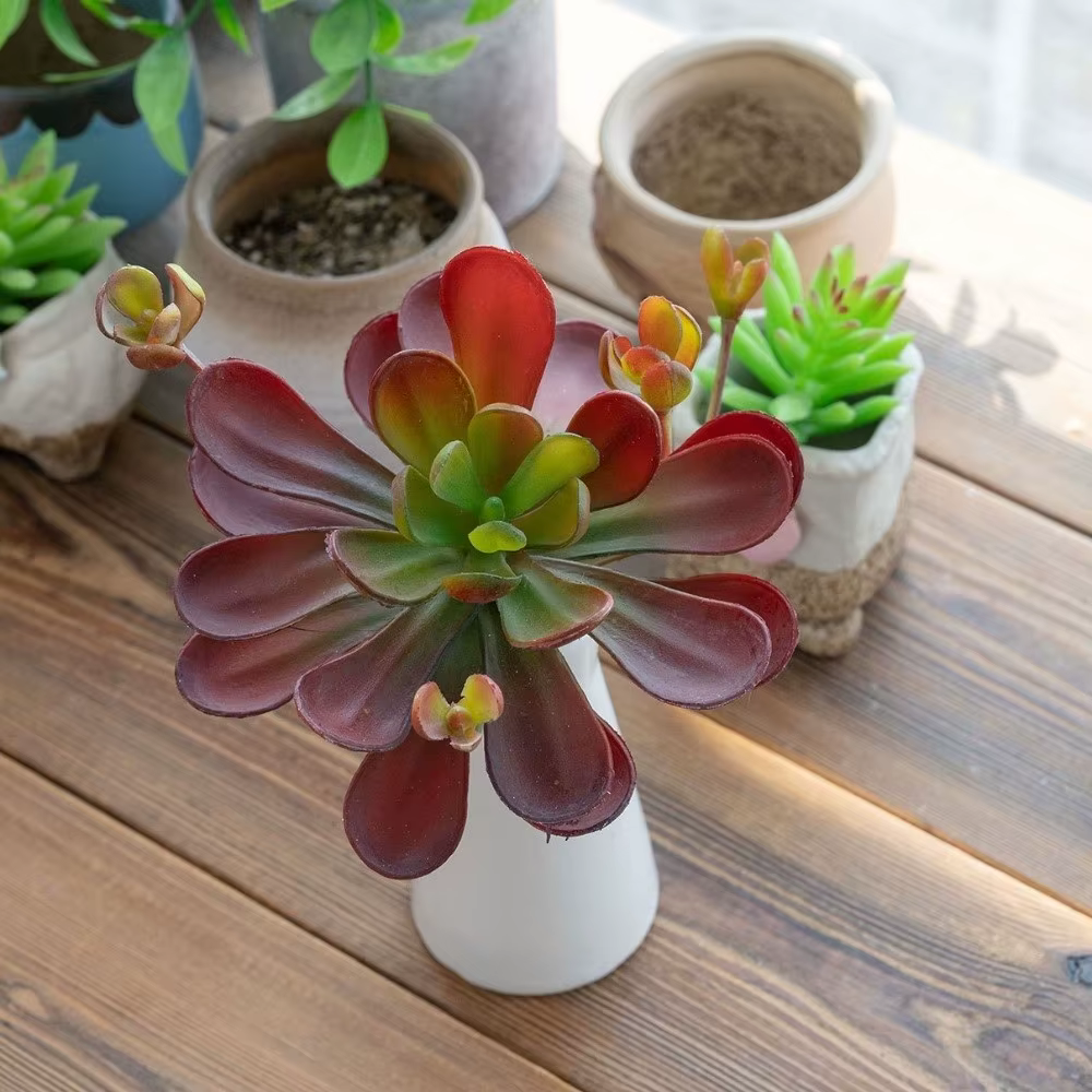 Plante succulente artificielle réaliste au toucher authentique