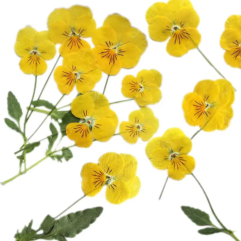 Véritables branches séchées naturelles PMurcia Viola Cornuta Fowers