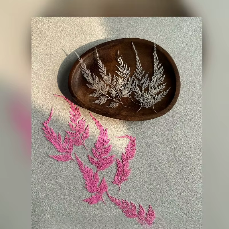12 pièces, Véritables feuilles de Sphenomeris Chinensis séchées et pressées