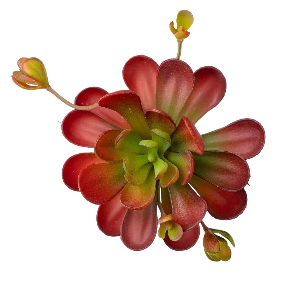 Plante succulente artificielle réaliste au toucher authentique