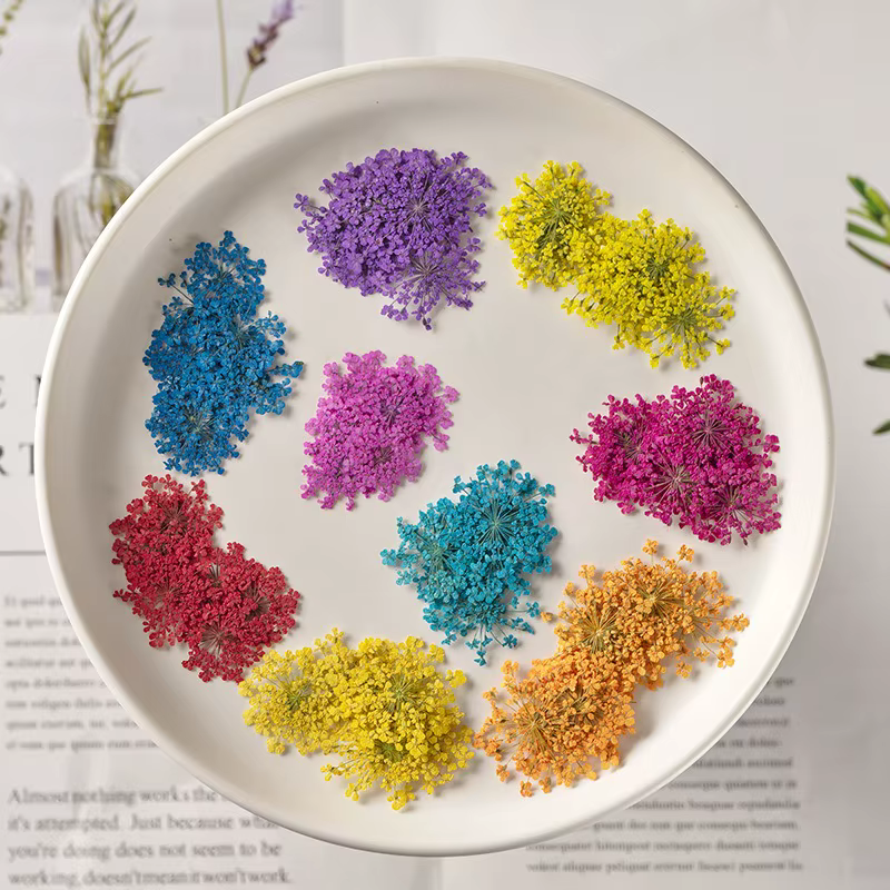 Fleurs séchées pressées pour résine Art Ammi Majus