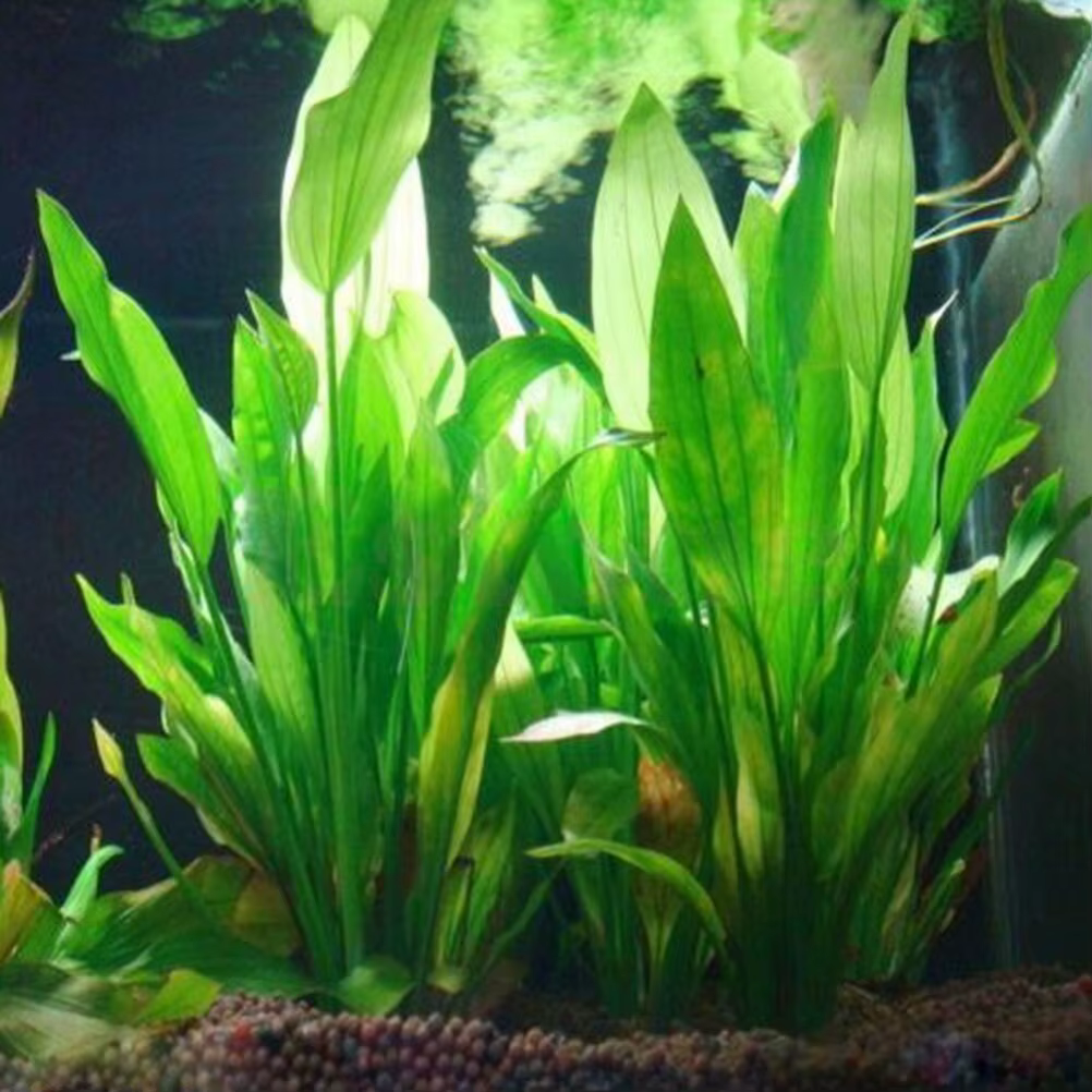 Plantes artificielles décoratives pour aquarium