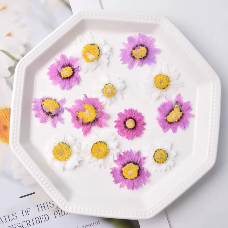 24 pièces, fleur séchée naturelle en relief