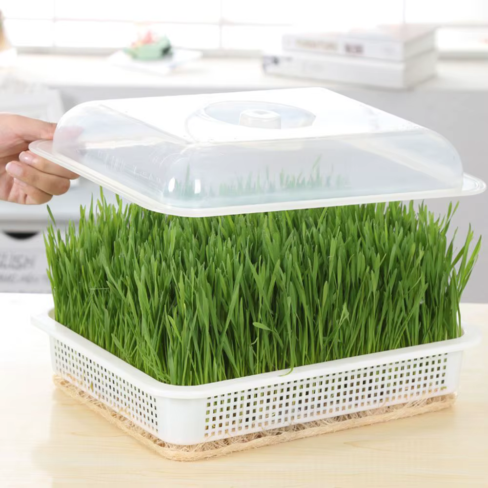 Maison jardin culture hors sol pépinière papier plante boîte graine germener plateau germe Pot pousser Pots