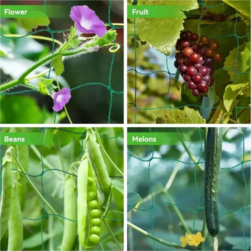 Filet d'escalade pour plantes de jardin