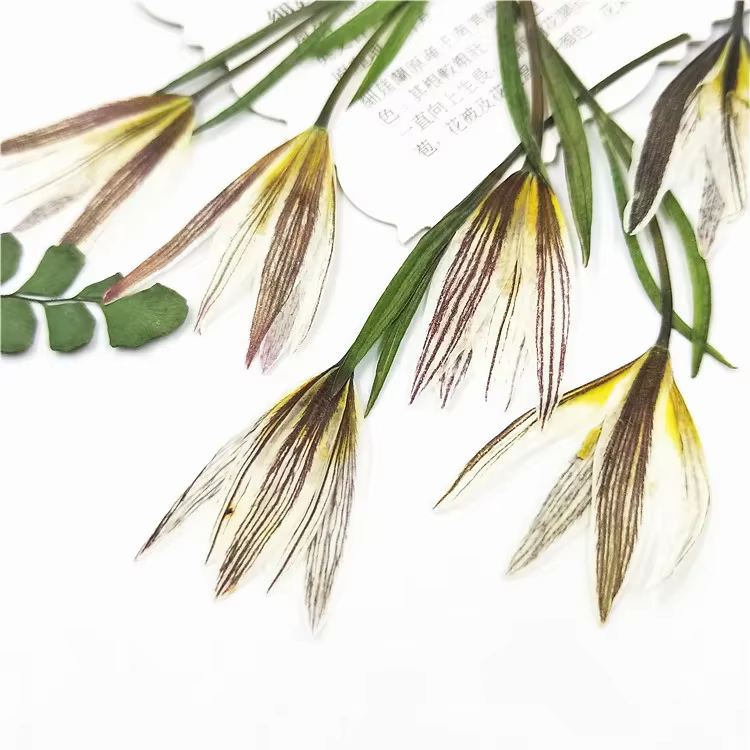 Petites fleurs naturelles de lys séchées