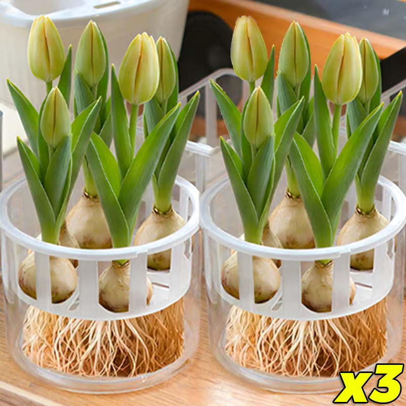 1/3 pots hydroponiques pour bulbes de tulipes
