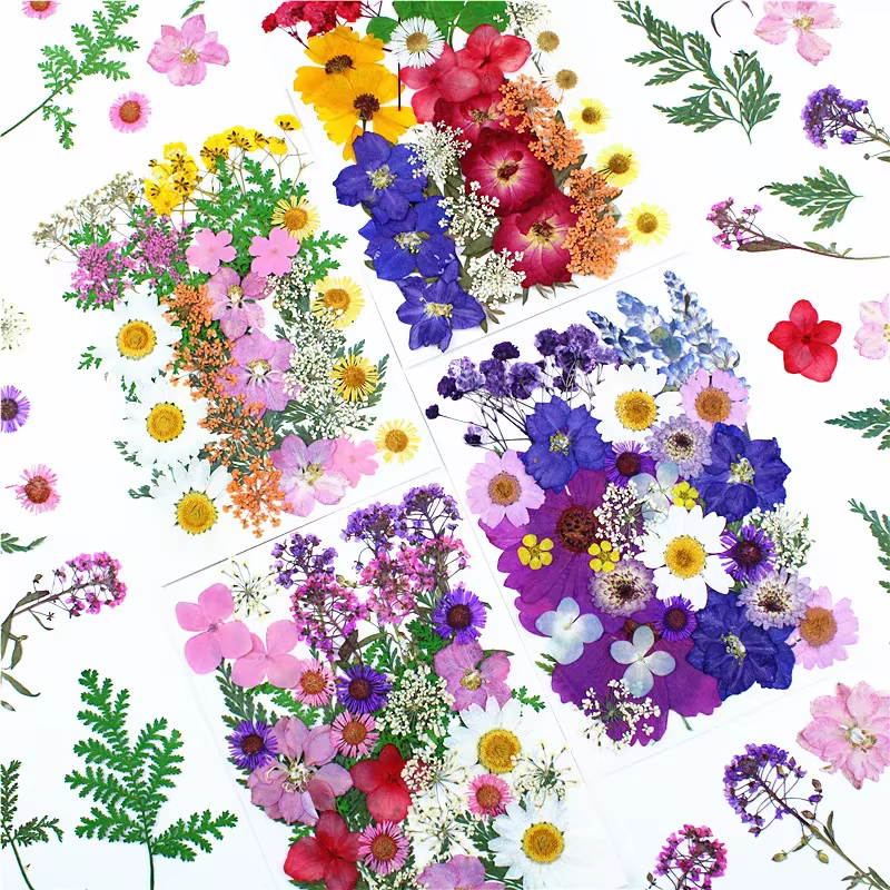 Fleurs pressées séchées
