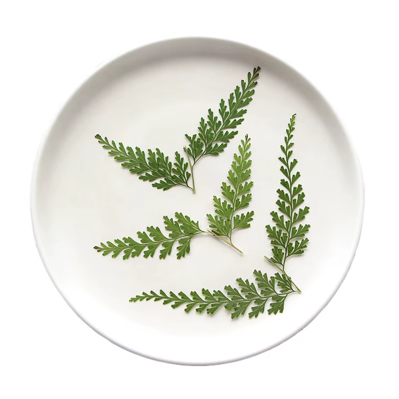 Nature PMurcia Fern Branches