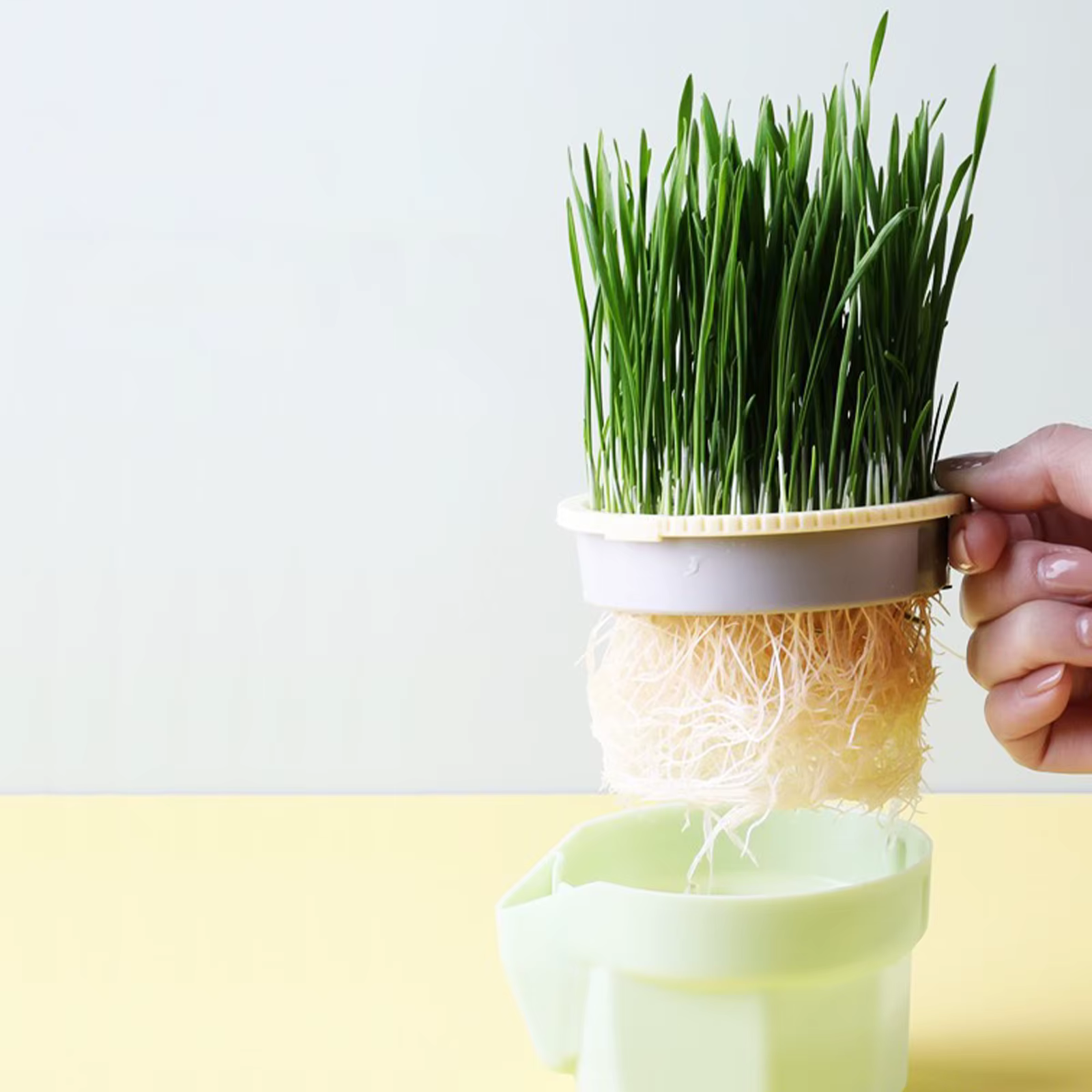 Tasse de plantation d'herbe de chat hiérarchique