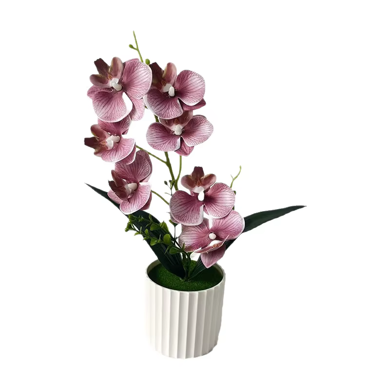 Orchidée Papillon à 7 Fleurs