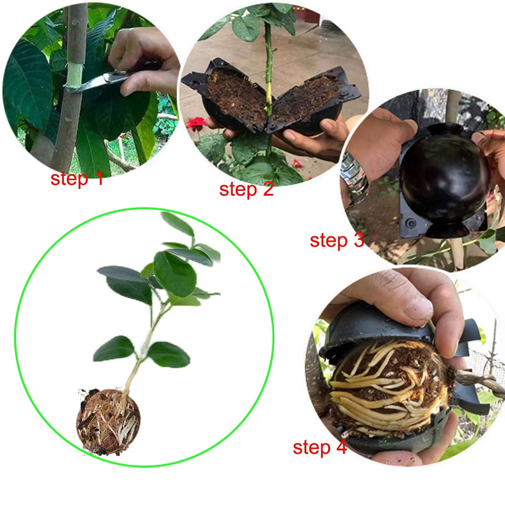5 pièces de boules de propagation de plantes