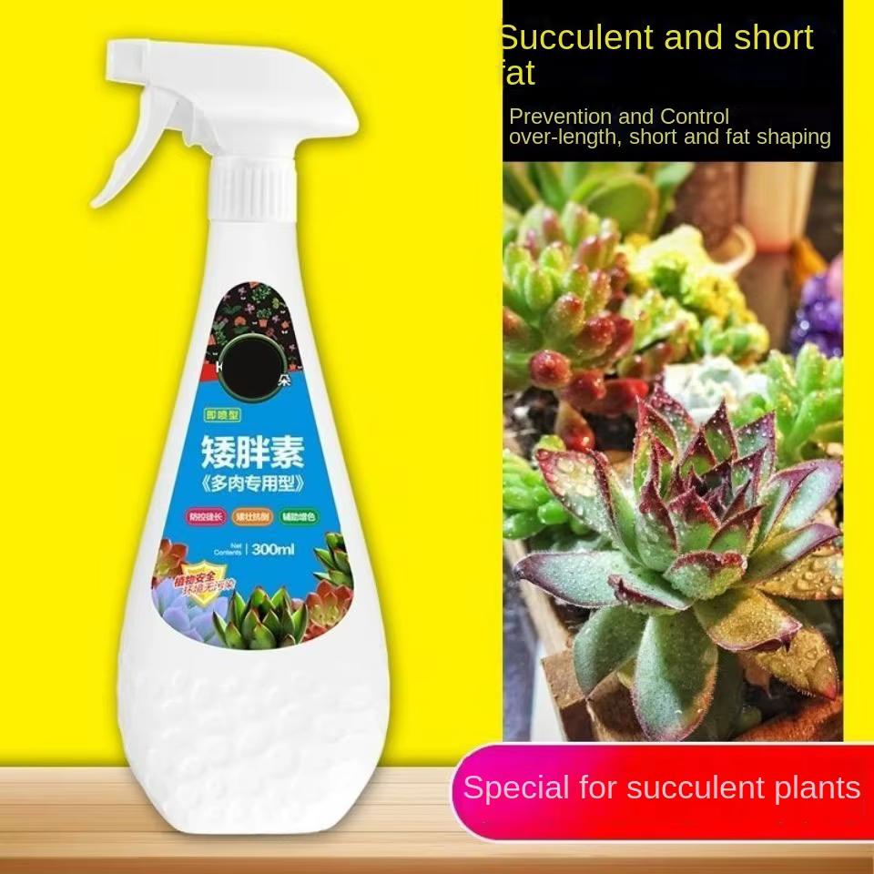 Plante succulente de 300ml