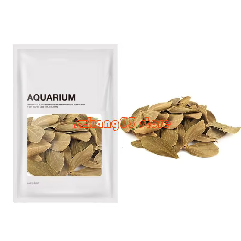 J6pc terminalia catappa foetida quitte les amandes îles Ammandes Feuille poisson Traitements