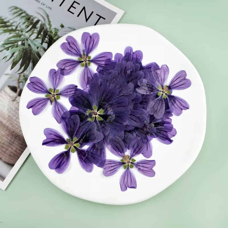 Pétale de Fleur de Mauve Murcia