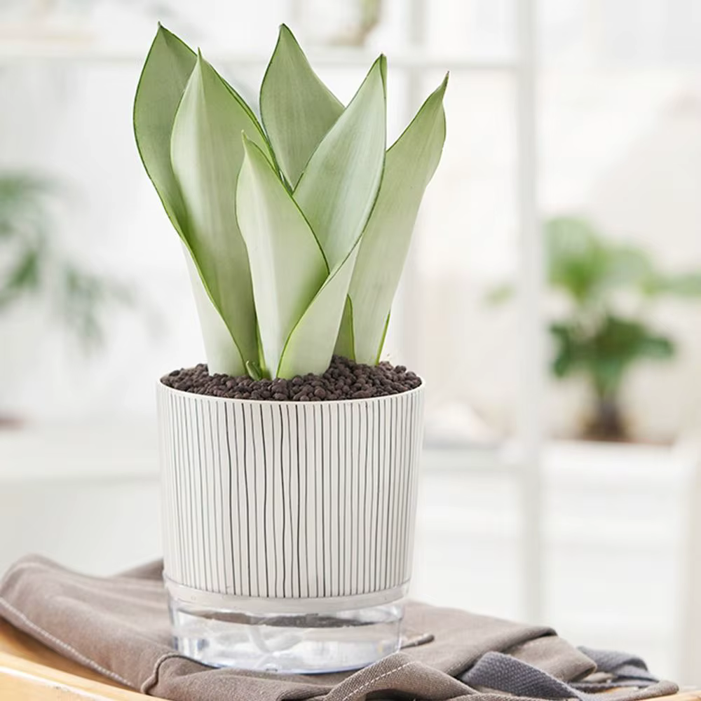 Pot de plantes transparent auto-arrosant